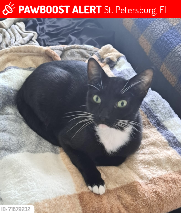 Lost Male Cat last seen 54th Ave S and 22nd St , St. Petersburg, FL 33712