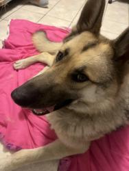 Lost Male Dog last seen 92nd and main , Los Angeles, CA 90003