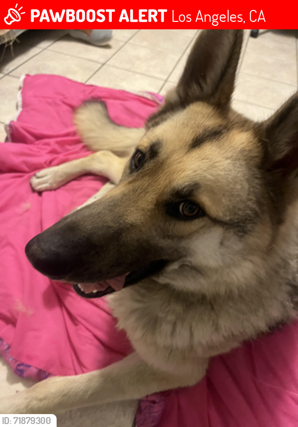 Lost Male Dog last seen 92nd and main , Los Angeles, CA 90003