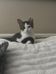 Lost Male Cat last seen My apmt, Grand Ledge, MI 48837