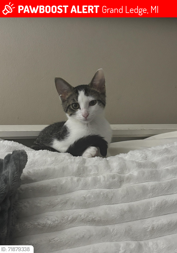 Lost Male Cat last seen My apmt, Grand Ledge, MI 48837