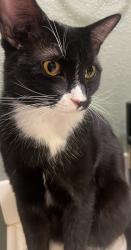 Lost Male Cat last seen Maple street and valley west drive, West Des Moines, IA 50265