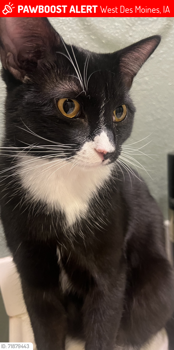 Lost Male Cat last seen Maple street and valley west drive, West Des Moines, IA 50265