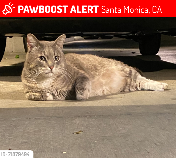 Lost Male Cat last seen Franklin and Broadway, Santa Monica, Santa Monica, CA 90404