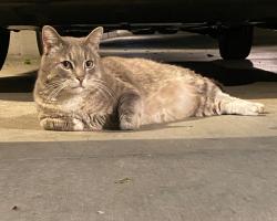 Lost Male Cat last seen Franklin and Broadway, Santa Monica, Santa Monica, CA 90404