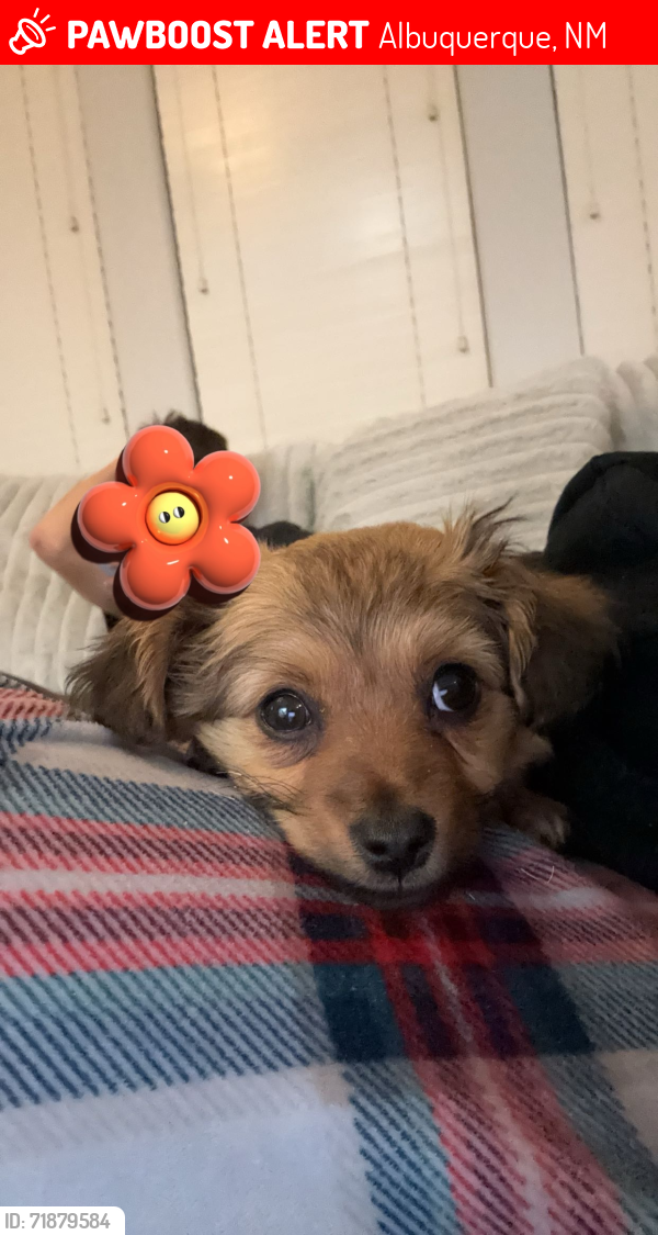 Albuquerque, NM Lost Female Dog, Bella Is Missing PawBoost