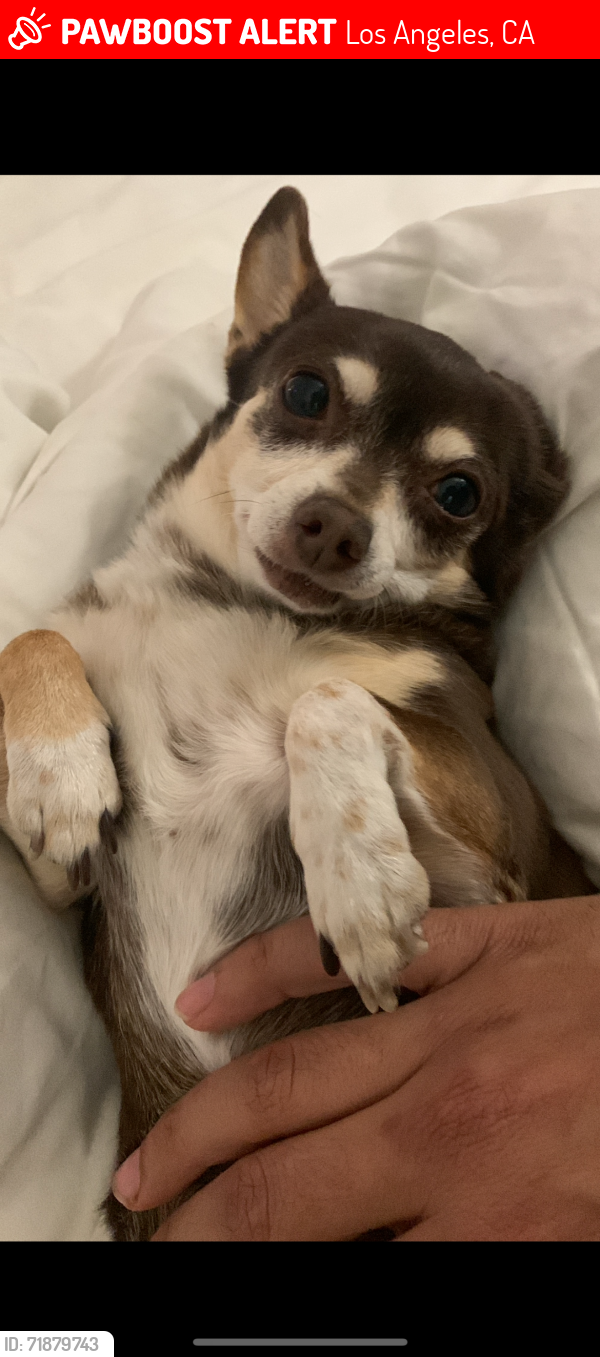 Lost Female Dog last seen Near La Tuna Canyon Road, Los Angeles, CA 91352