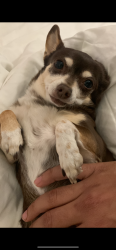 Lost Female Dog last seen Near La Tuna Canyon Road, Los Angeles, CA 91352