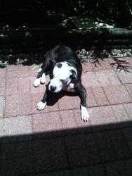 Lost Male Dog last seen Holworth Drive/Boone Rd, Houston, TX 77072