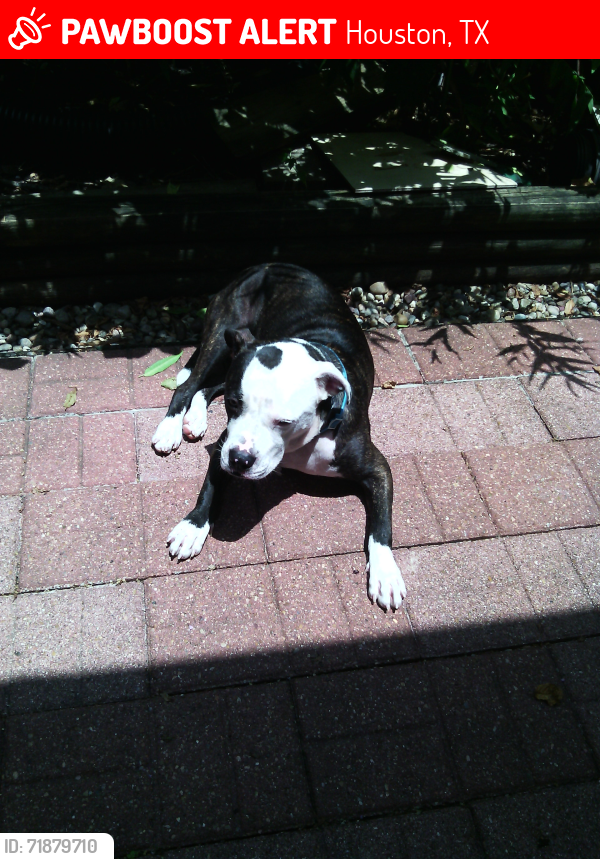 Lost Male Dog last seen Holworth Drive/Boone Rd, Houston, TX 77072