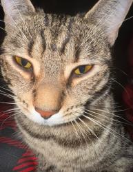 Lost Female Cat last seen Dagenham , Greater London, England RM9 6HX