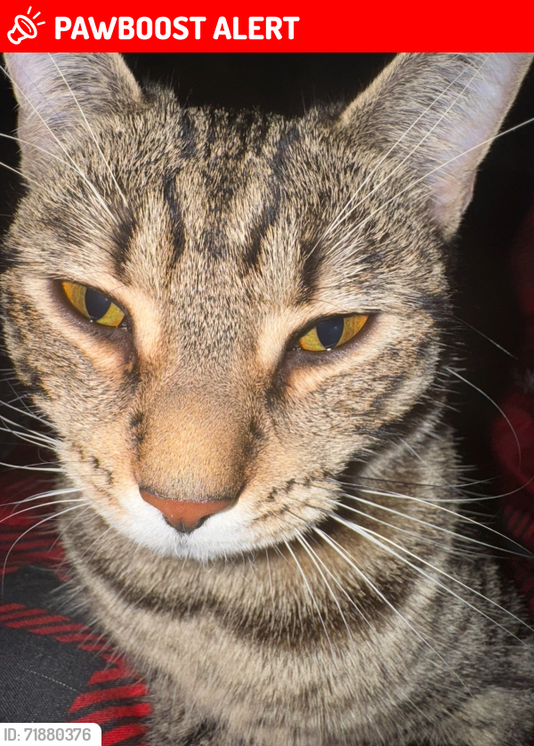 Lost Female Cat last seen Dagenham , Greater London, England RM9 6HX