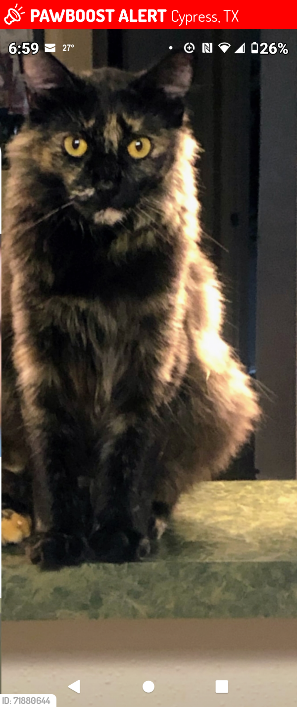 Lost Female Cat last seen Ravensway, Cypress, TX 77429
