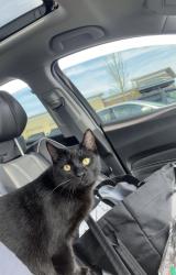 Lost Male Cat last seen Case high school, Oakes rd, Racine, WI 53406