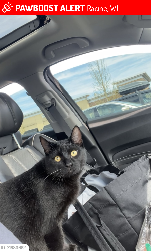 Lost Male Cat last seen Case high school, Oakes rd, Racine, WI 53406