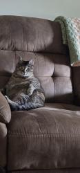 Lost Female Cat last seen Thrall Rd., Cambria, NY 14094