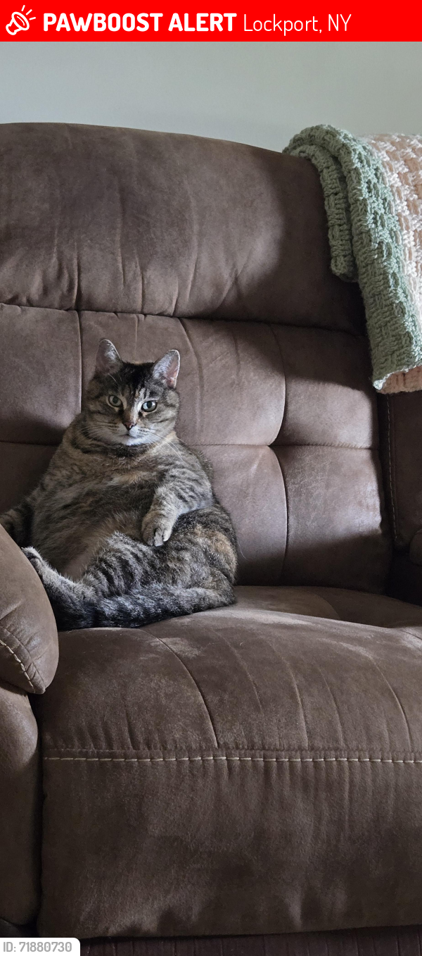 Lost Female Cat last seen Thrall Rd., Cambria, NY 14094