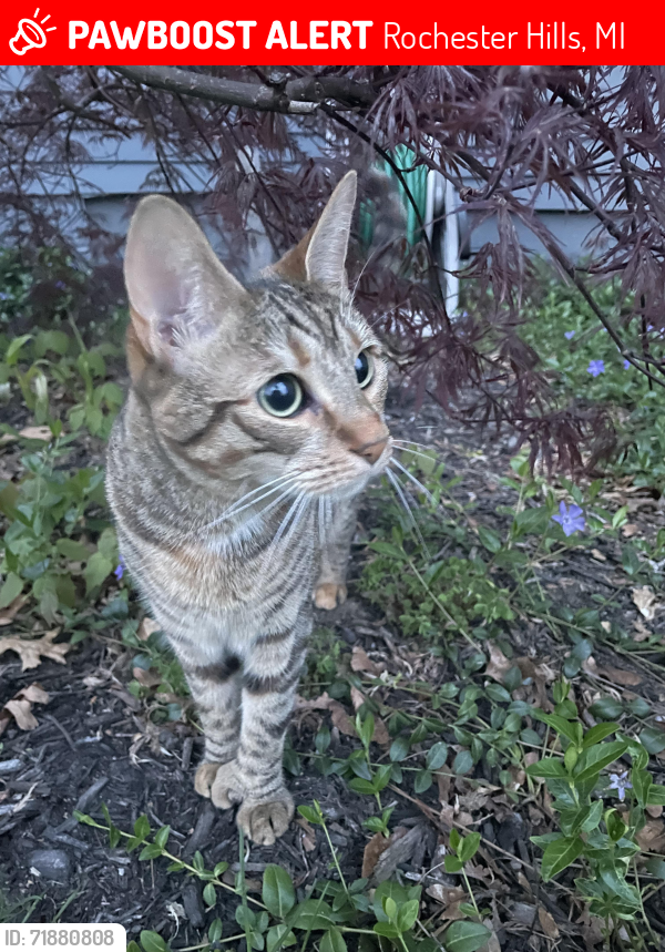 Lost Female Cat last seen Adam’s / Walton / Avon / Hillendale, Rochester Hills, MI 48309