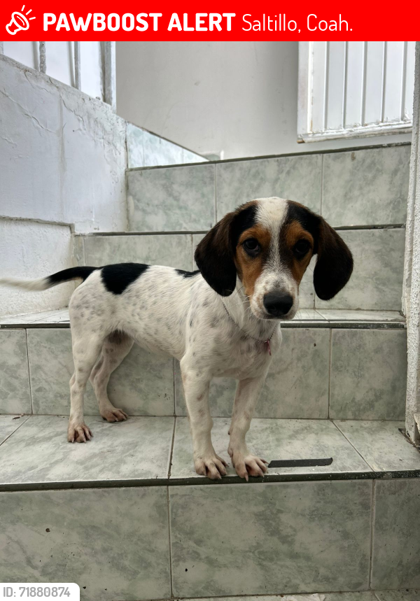 Lost Female Dog last seen COLONIAS EL ROSARIO CALLE ACACIA , Saltillo, Coah. 25297