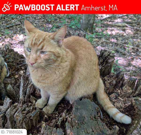 Lost Male Cat last seen Fairview Way, Amherst, MA 01002