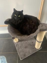 Lost Female Cat last seen , Edmonton, AB T6A 1T7
