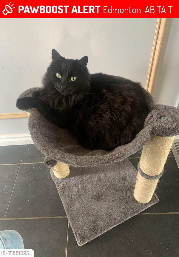 Lost Female Cat last seen , Edmonton, AB T6A 1T7