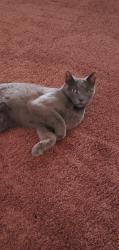 Lost Female Cat last seen Nolan Richardson , El Paso, TX 79936
