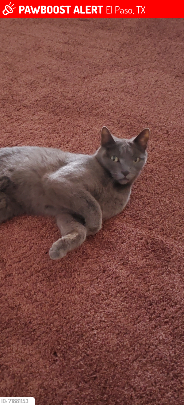 Lost Female Cat last seen Nolan Richardson , El Paso, TX 79936