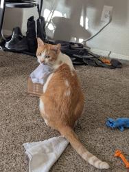 Lost Male Cat last seen John T White, The Griffin Apt, Ft Worth, TX 76120