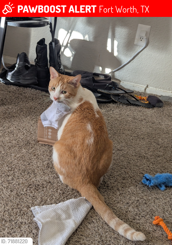 Lost Male Cat last seen John T White, The Griffin Apt, Ft Worth, TX 76120