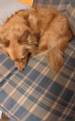 Lost Male Dog last seen Near Harrison Street , Sandusky, OH 44870