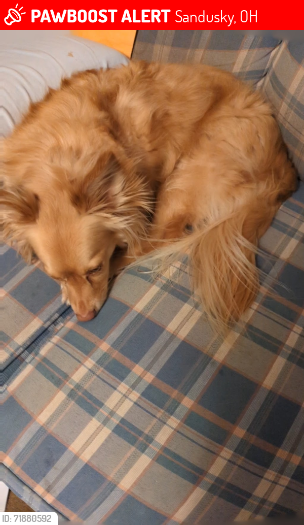 Lost Male Dog last seen Near Harrison Street , Sandusky, OH 44870