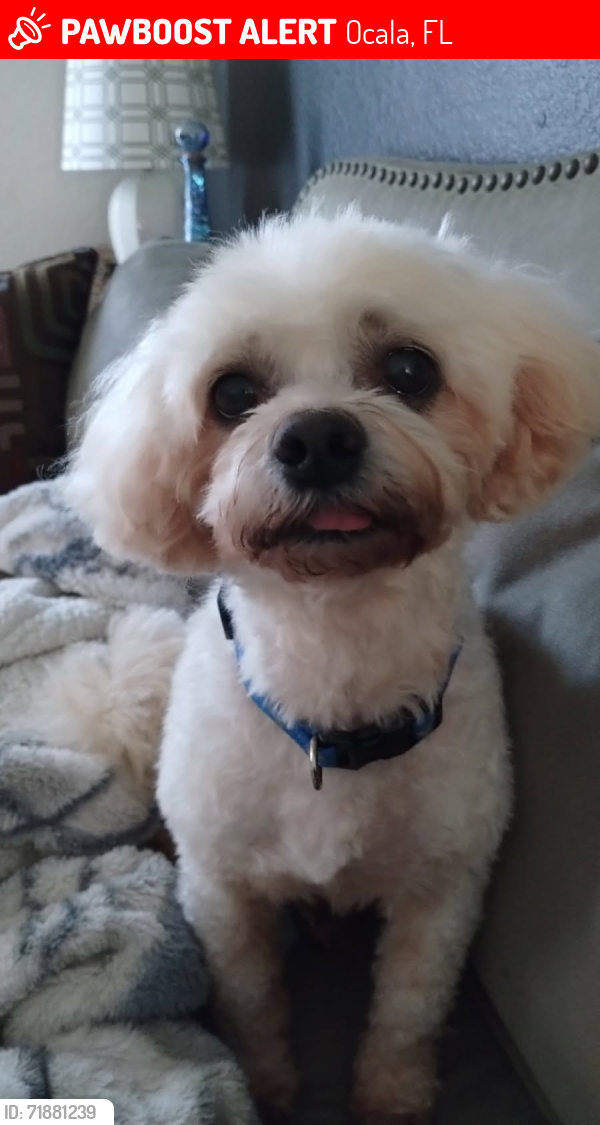 Lost Male Dog last seen The circle Near the Spanish church on Marion Oaks BLVD, Ocala, FL 34473