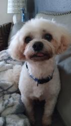 Lost Male Dog last seen The circle Near the Spanish church on Marion Oaks BLVD, Ocala, FL 34473