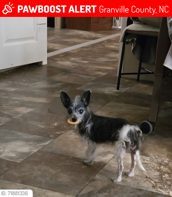 Lost Female Dog last seen Lauren Mill Rd , Granville County, NC 27581