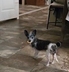 Lost Female Dog last seen Lauren Mill Rd , Granville County, NC 27581