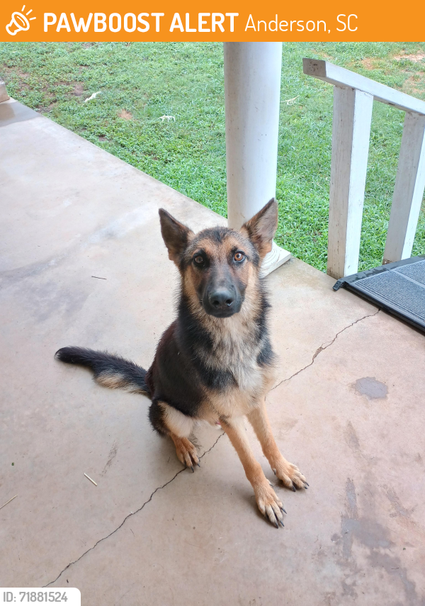 Found/Stray Male Dog last seen Hillside & Jackson, Anderson, SC 29625