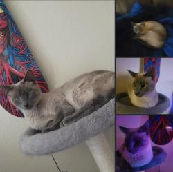 Lost Female Cat last seen Burnside and 160th ave, Portland, OR 97233