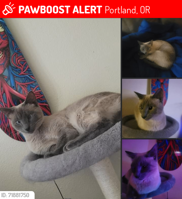 Lost Female Cat last seen Burnside and 160th ave, Portland, OR 97233