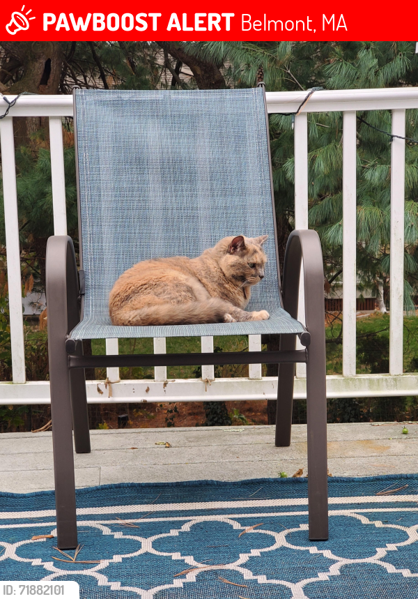 Lost Female Cat last seen Middlecott St, Belmont, MA 02478
