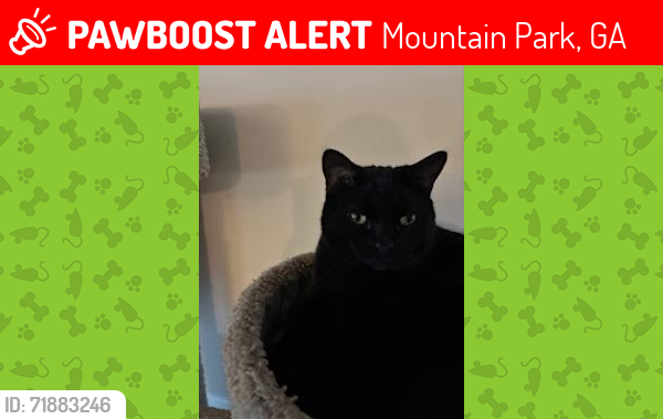 Lost Female Cat last seen Shagbark ct and Hickory Dr, Mountain Park, GA 30047