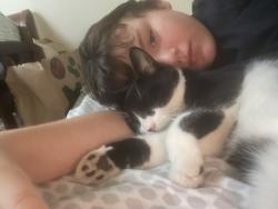 Lost Male Cat last seen Garden st , Poughkeepsie, NY 12601
