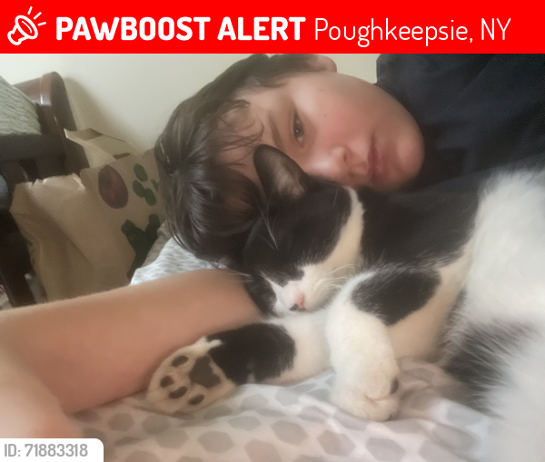 Lost Male Cat last seen Garden st , Poughkeepsie, NY 12601