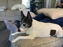 Lost Female Dog last seen Mitc Bridge Rd, Athens, GA 30606