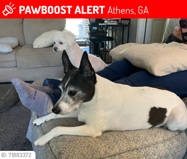 Lost Female Dog last seen Mitc Bridge Rd, Athens, GA 30606