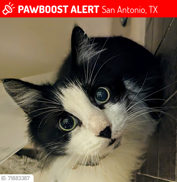 Lost Male Cat last seen Elm park, San Antonio, TX 78247