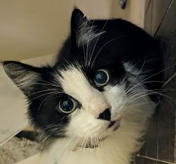 Lost Male Cat last seen Elm park, San Antonio, TX 78247