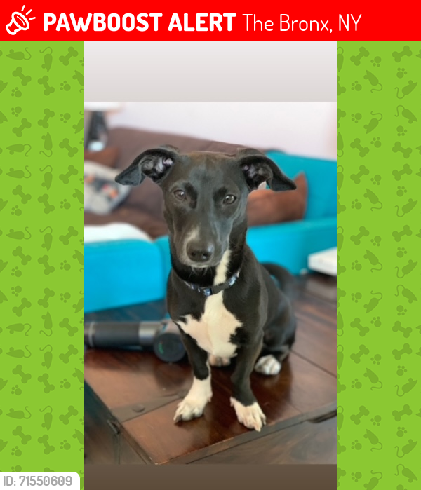 Lost Female Dog last seen 165th Street and Grand Concourse, Bronx, New York, The Bronx, NY 10451