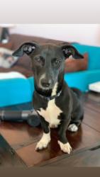 Lost Female Dog last seen 165th Street and Grand Concourse, Bronx, New York, The Bronx, NY 10451