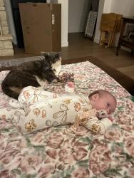 Lost Female Cat last seen Tonkawan and Choco, Apple Valley, CA 92307